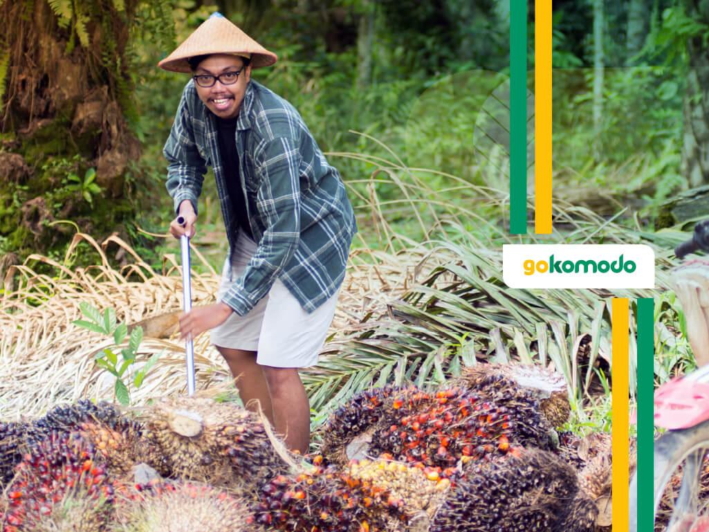 Rekomendasi Pupuk Sawit