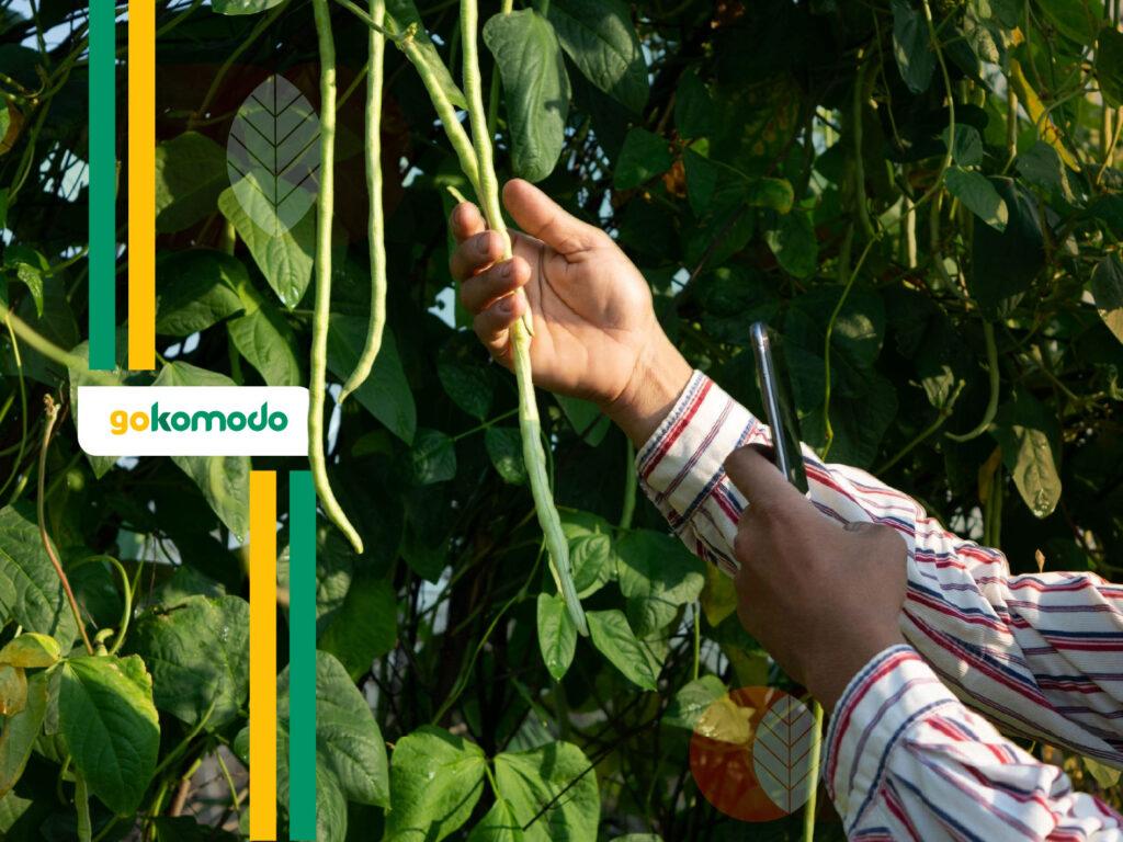 Cara Budidaya Kacang Panjang