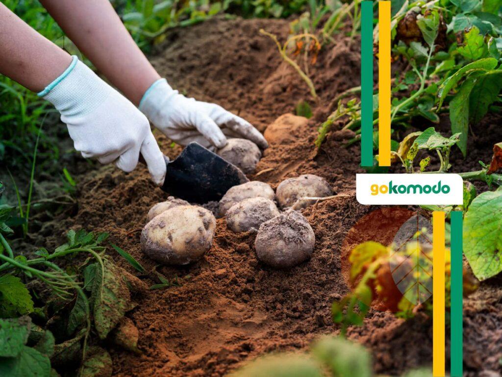 Cara Budidaya Kentang