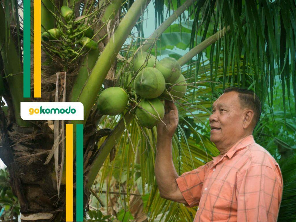 Cara Budidaya Kelapa