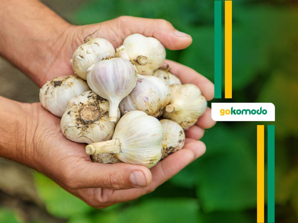 Cara Menanam Bawang Putih