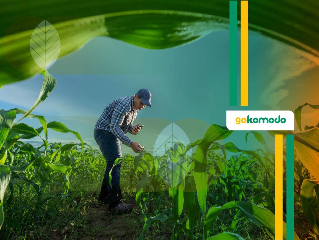 Cara Menanam Jagung Manis
